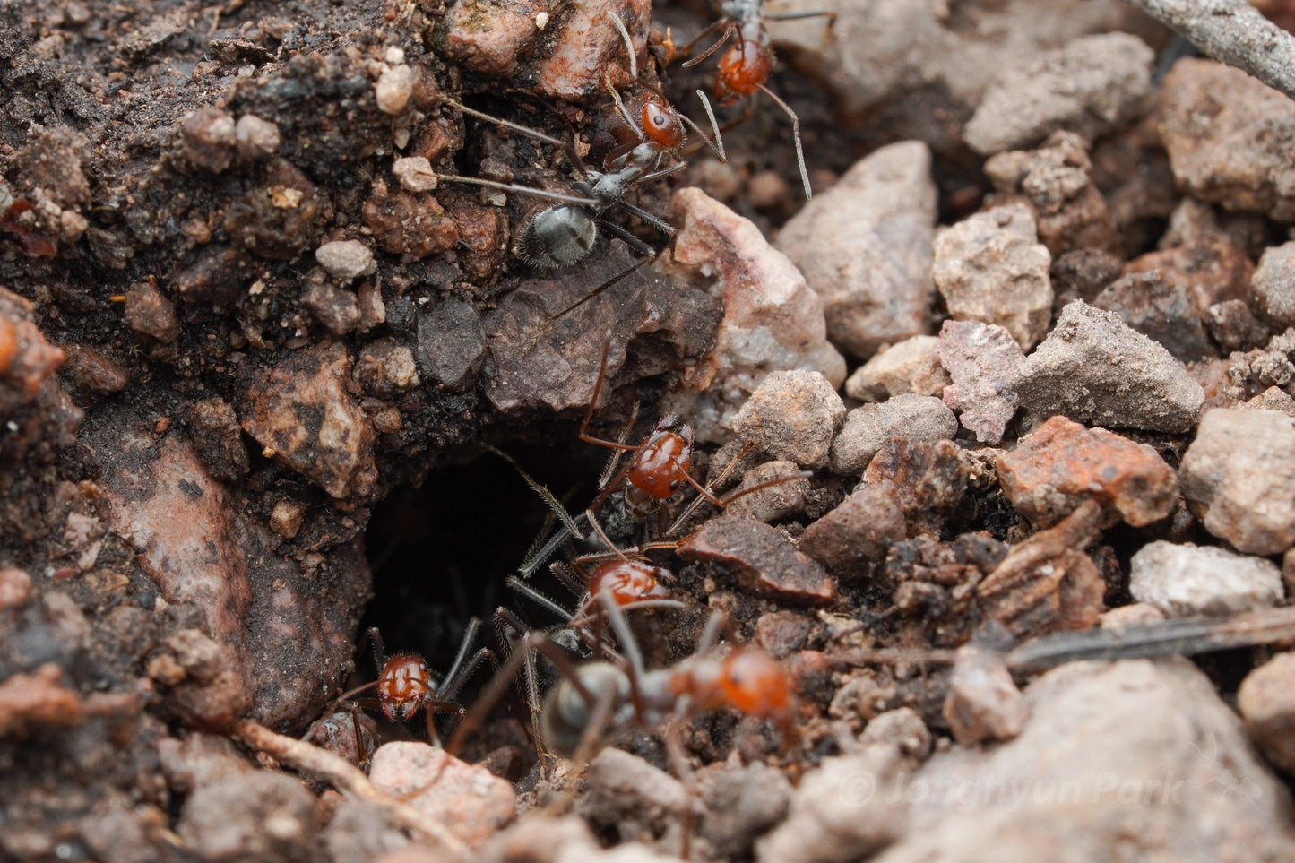 Myrmecocystus mendax