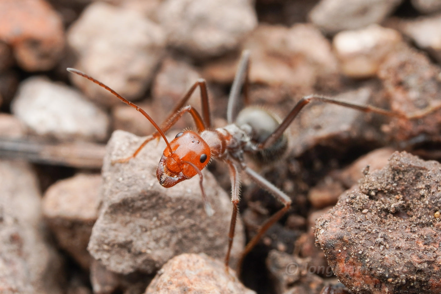 Myrmecocystus mendax