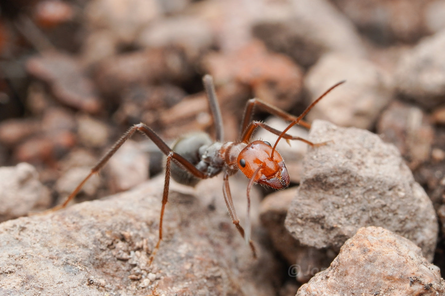 Myrmecocystus mendax