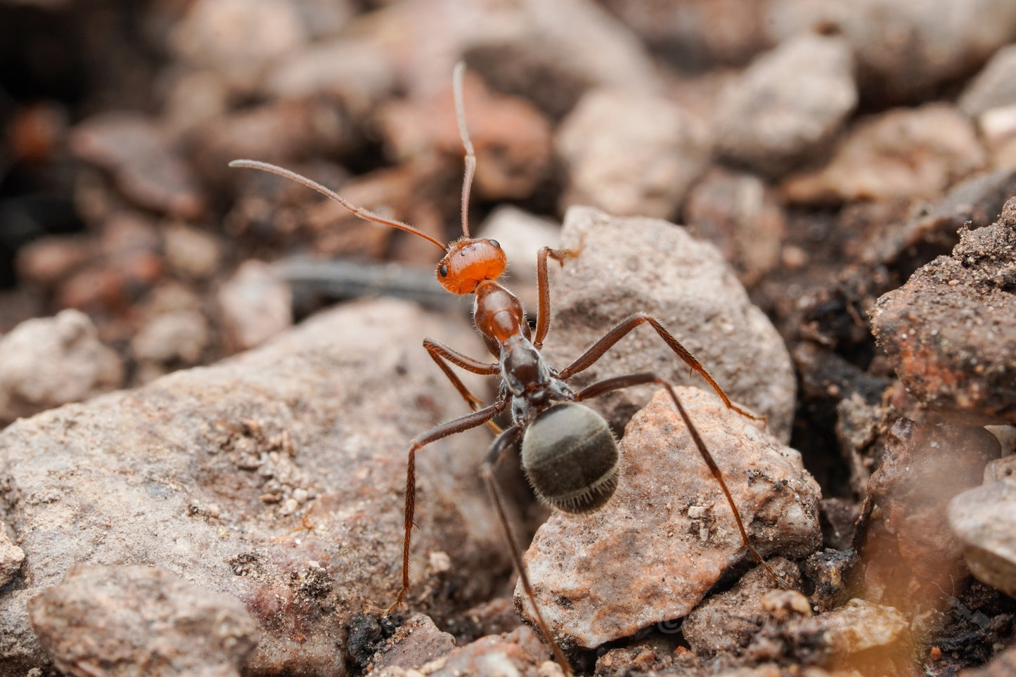 Myrmecocystus mendax