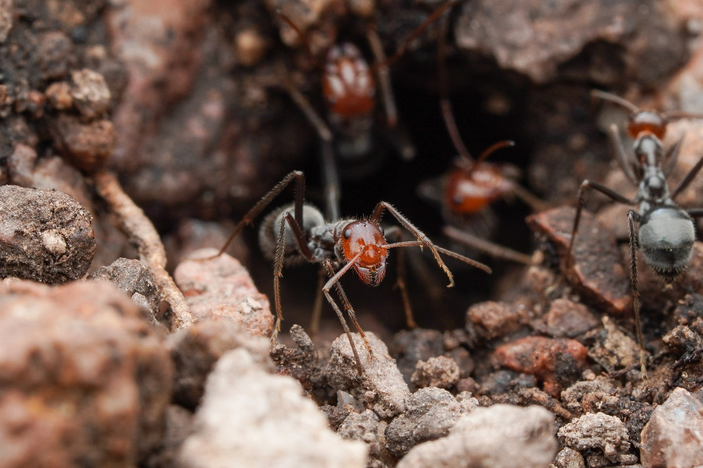 Myrmecocystus mendax