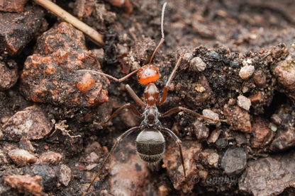 Myrmecocystus mendax