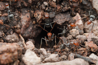 Myrmecocystus mendax