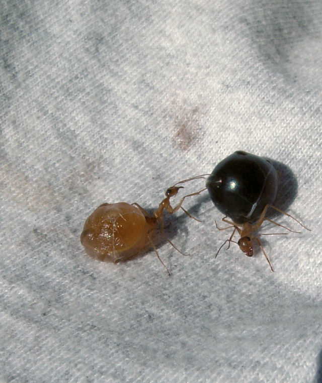 Myrmecocystus mexicanus