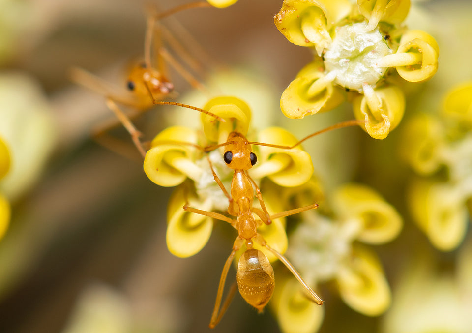 Myrmecocystus mexicanus