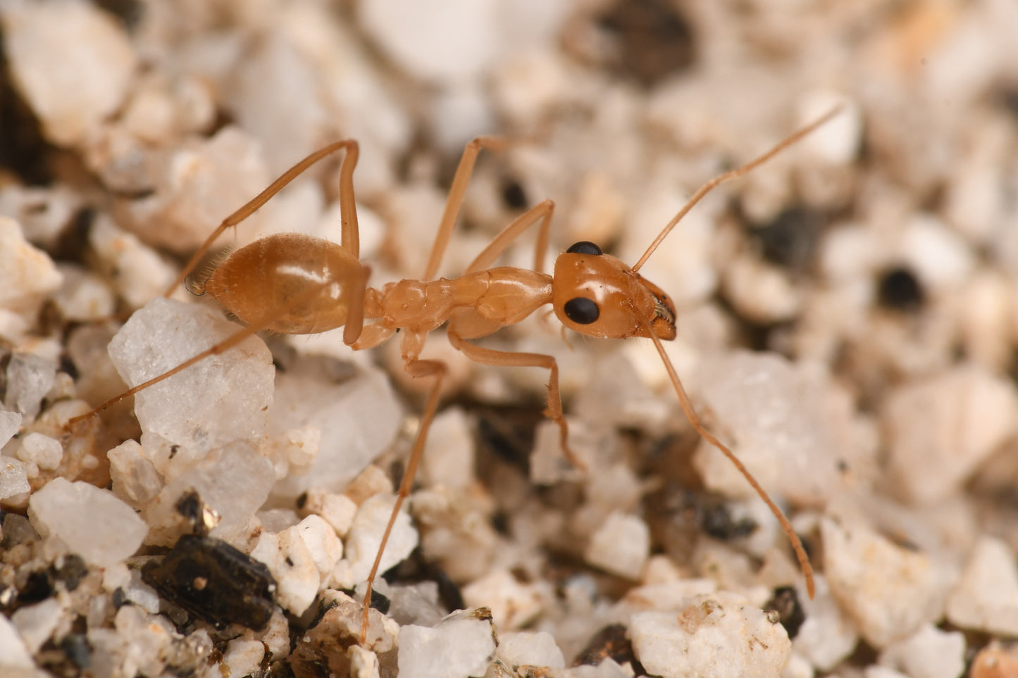 Myrmecocystus mexicanus