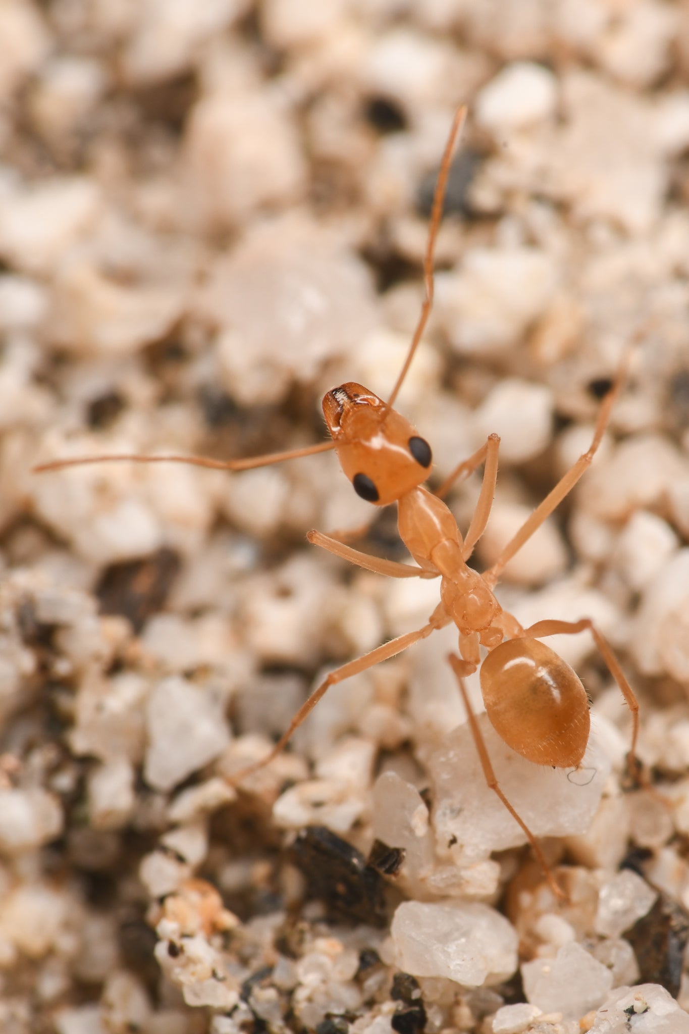 Myrmecocystus mexicanus