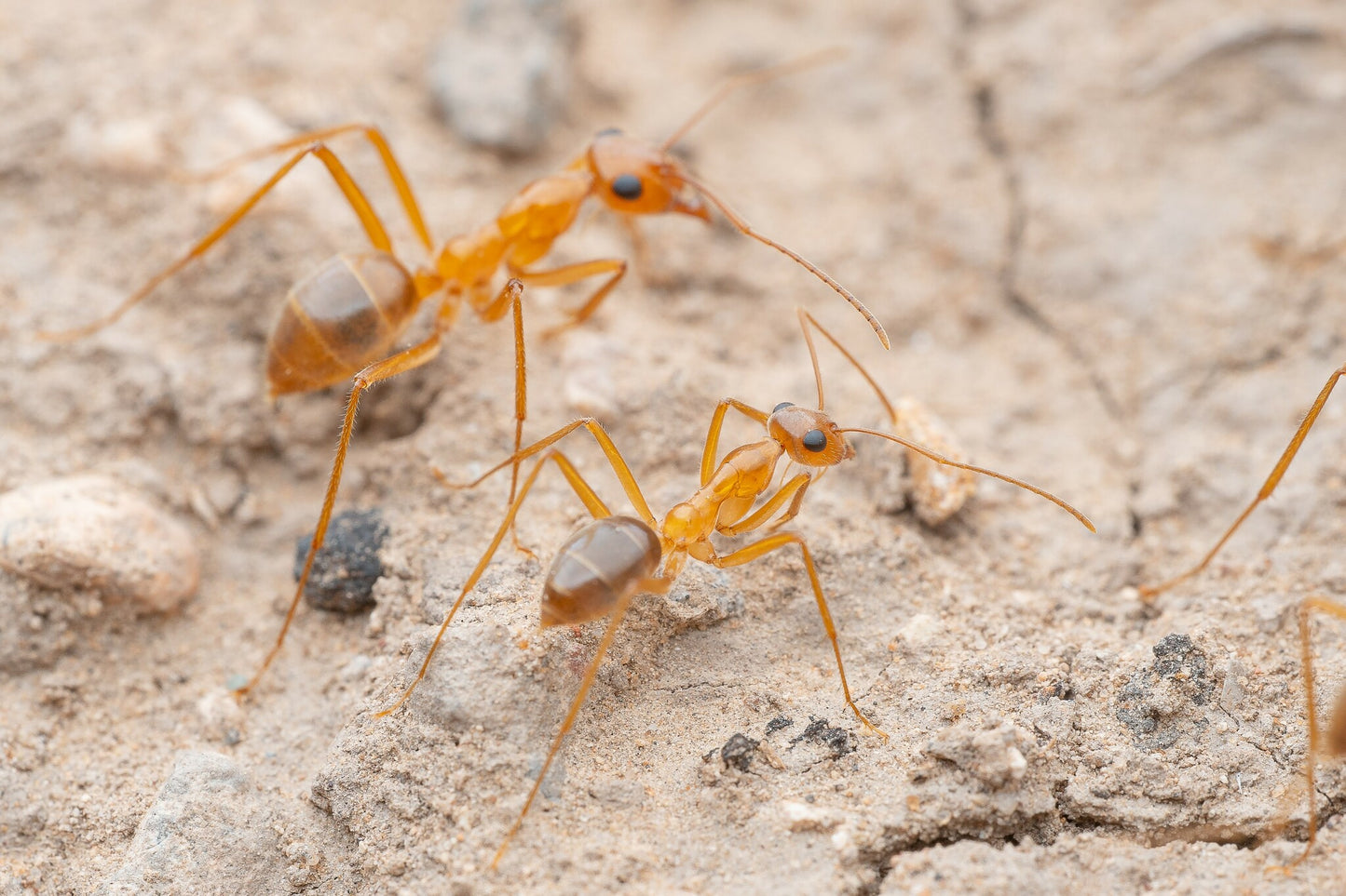 Myrmecocystus mexicanus