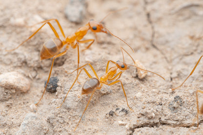 Myrmecocystus mexicanus