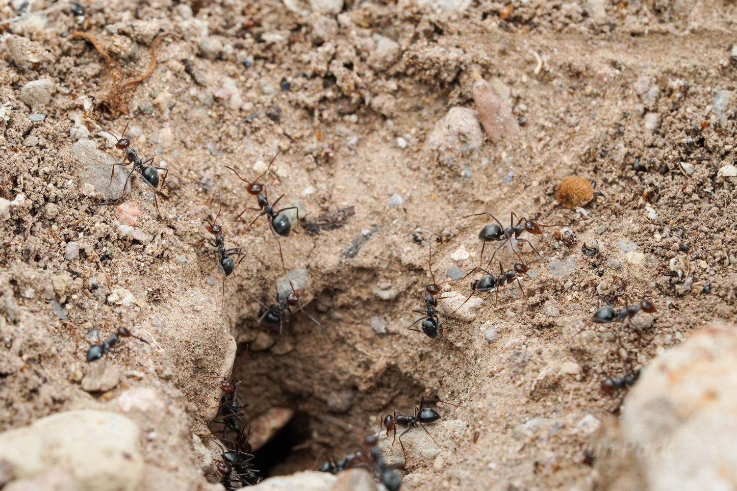 Myrmecocystus mimicus