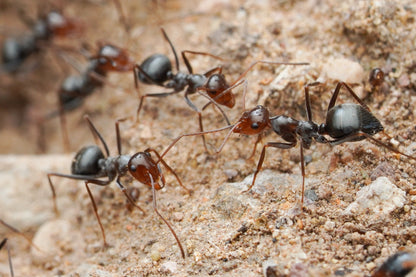 Myrmecocystus mimicus