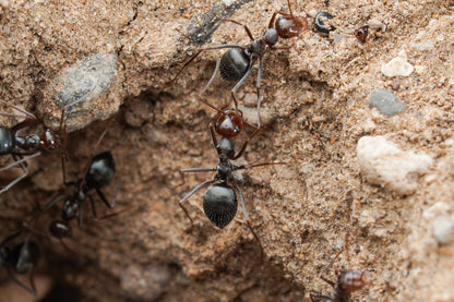 Myrmecocystus mimicus