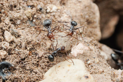 Myrmecocystus mimicus