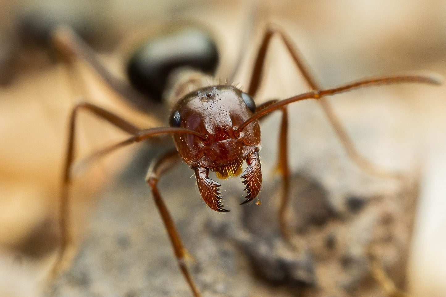 Myrmecocystus mimicus