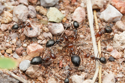 Myrmecocystus mimicus