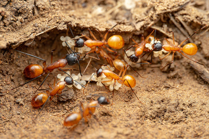 Camponotus ocreatus