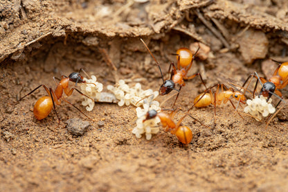 Camponotus ocreatus