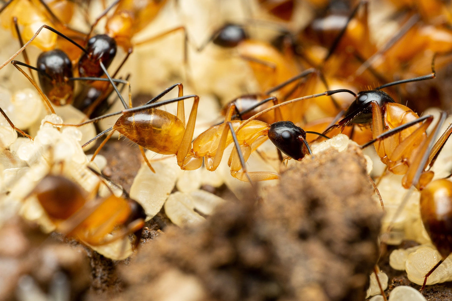 Camponotus ocreatus