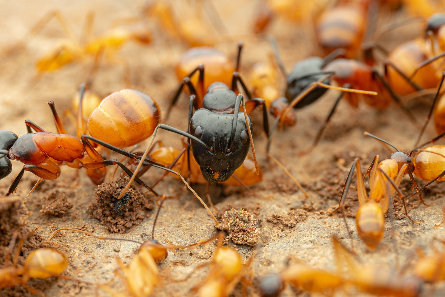 Camponotus ocreatus