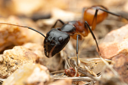 Camponotus ocreatus