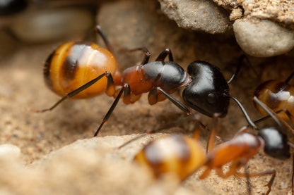 Camponotus ocreatus