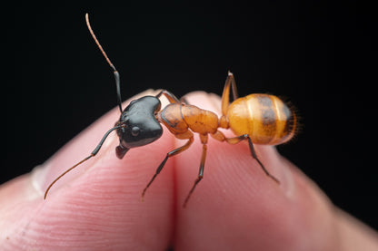 Camponotus ocreatus