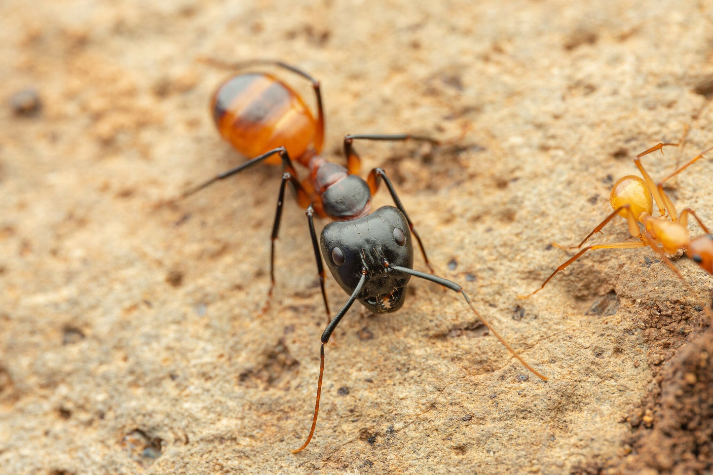 Camponotus ocreatus