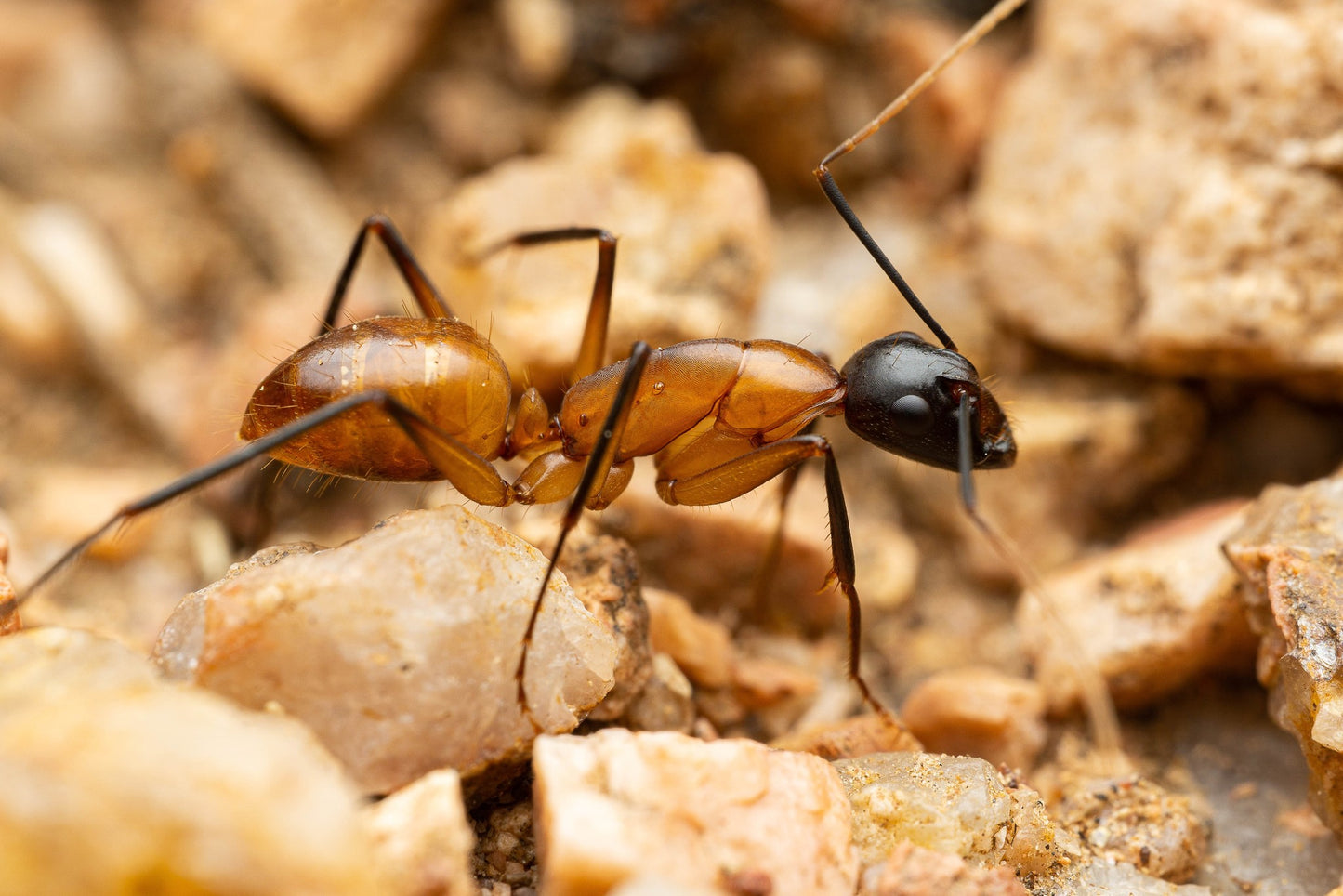 Camponotus ocreatus