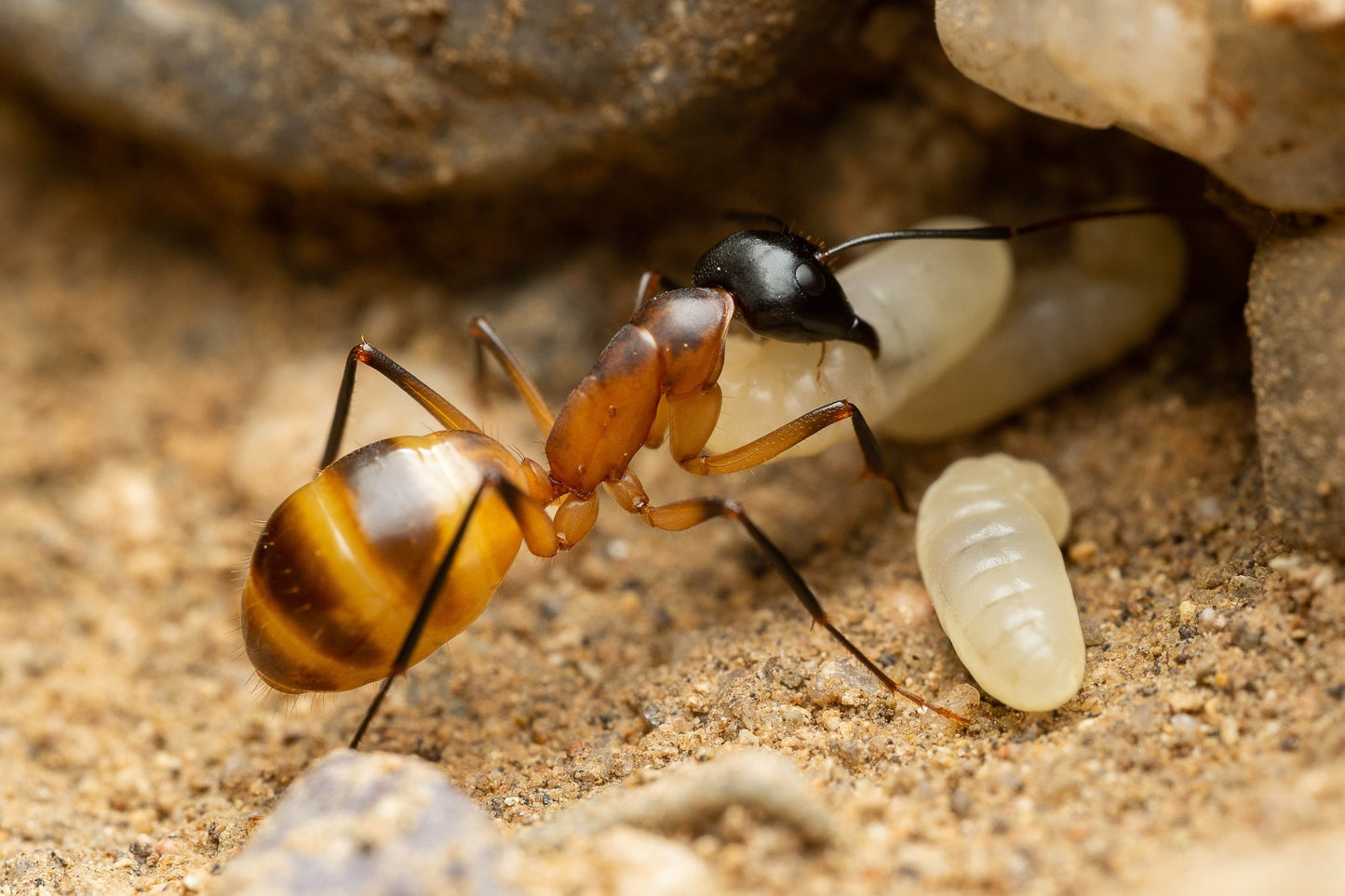 Camponotus ocreatus