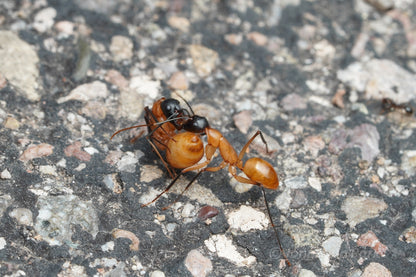 Camponotus ocreatus