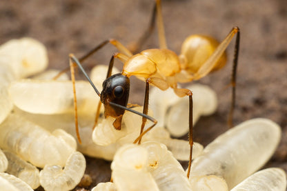 Camponotus ocreatus