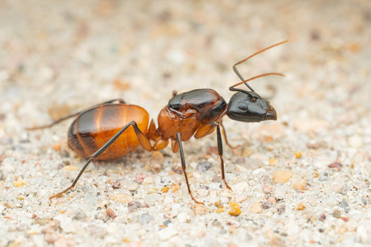 Camponotus ocreatus