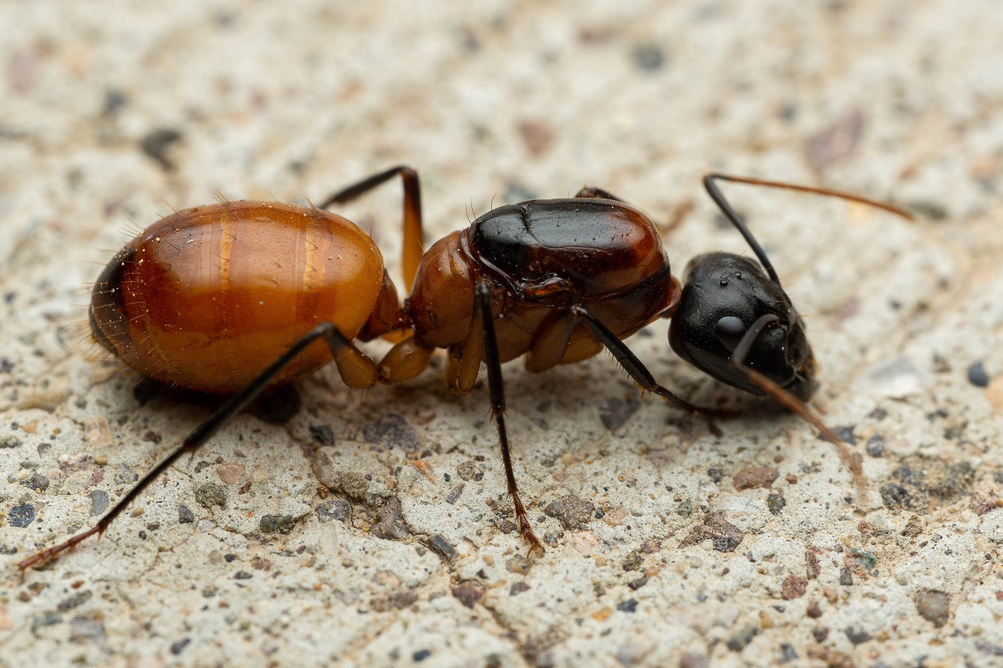 Camponotus ocreatus