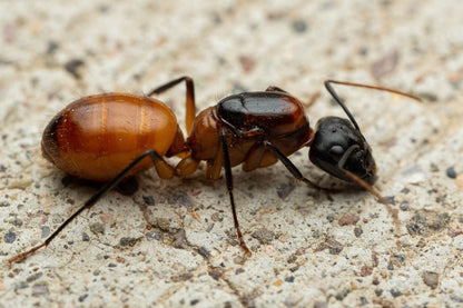 Camponotus ocreatus