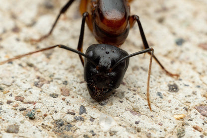 Camponotus ocreatus