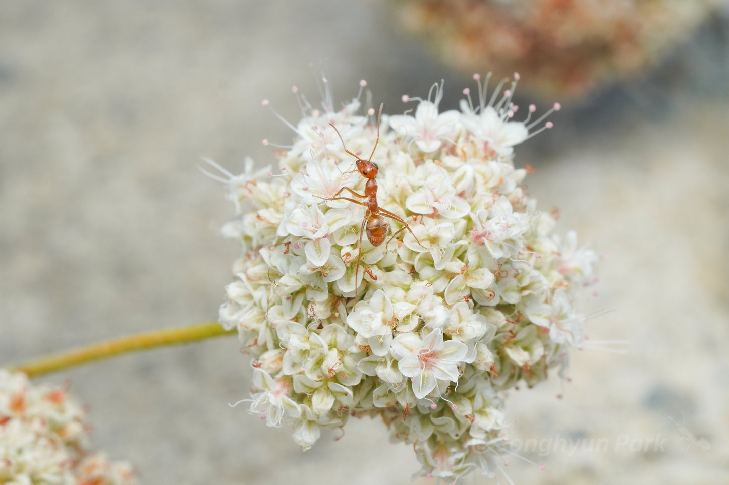 Myrmecocystus wheeleri