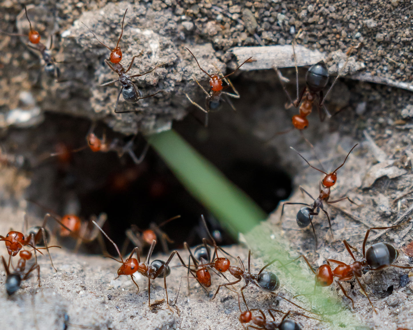 Myrmecocystus placodops 02