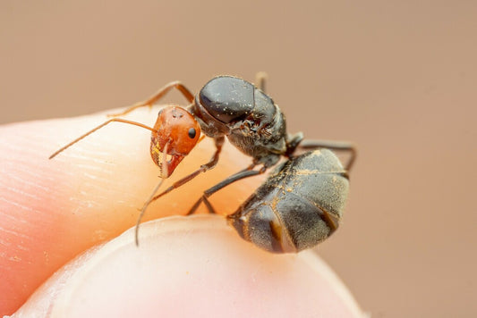 Myrmecocystus placodops 02