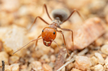 Myrmecocystus placodops 02