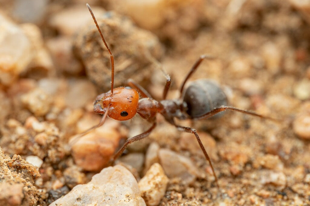 Myrmecocystus placodops 02