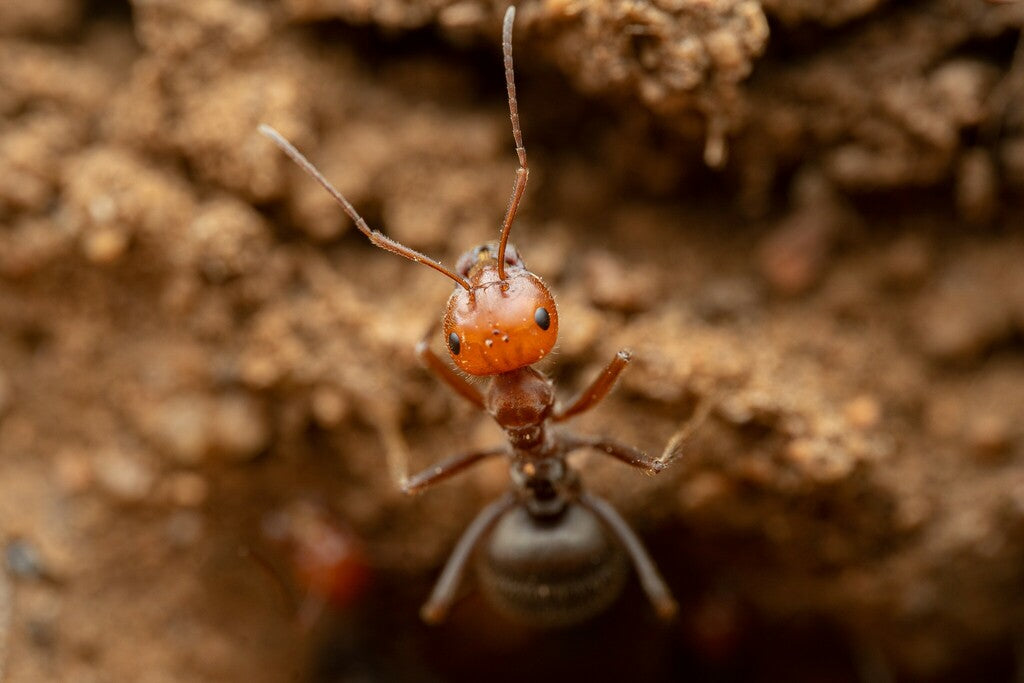 Myrmecocystus placodops 02