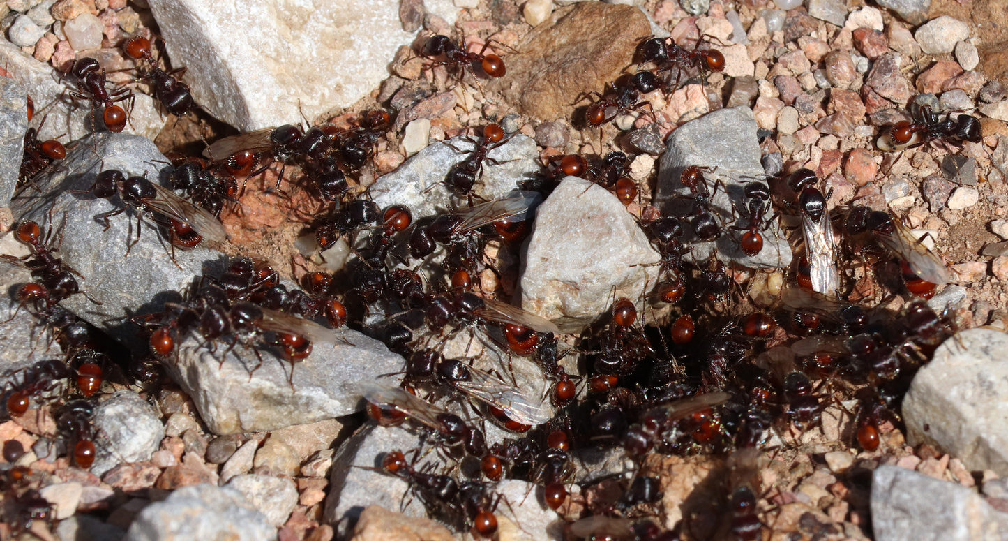 Pogonomyrmex rugosus "red and black"