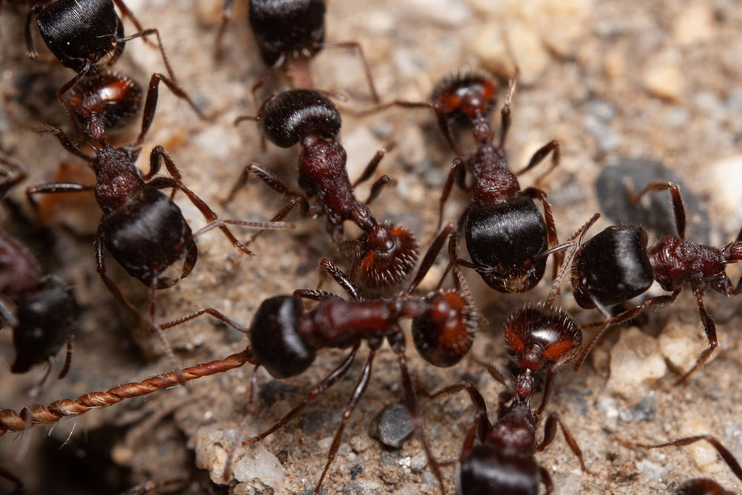 Pogonomyrmex rugosus "red and black"