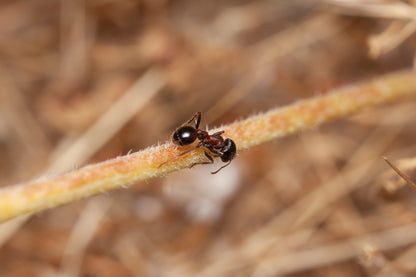 Pogonomyrmex rugosus "red and black"