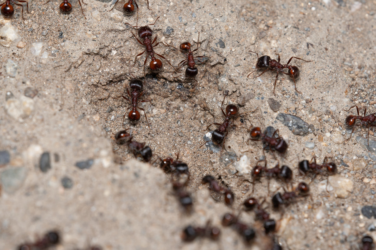 Pogonomyrmex rugosus "red and black"