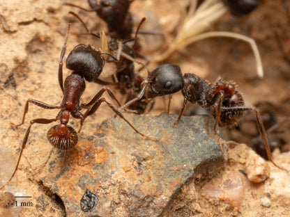 Pogonomyrmex rugosus "red and black"