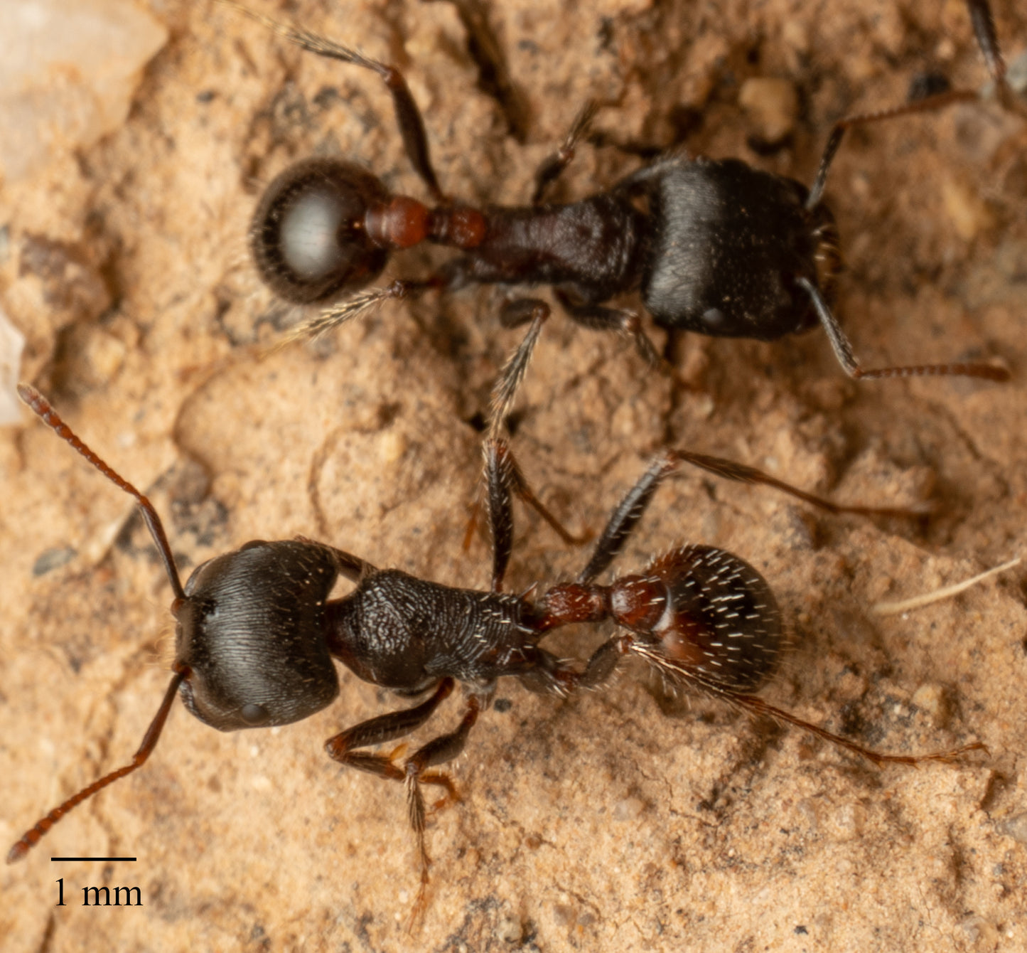 Pogonomyrmex rugosus "red and black"