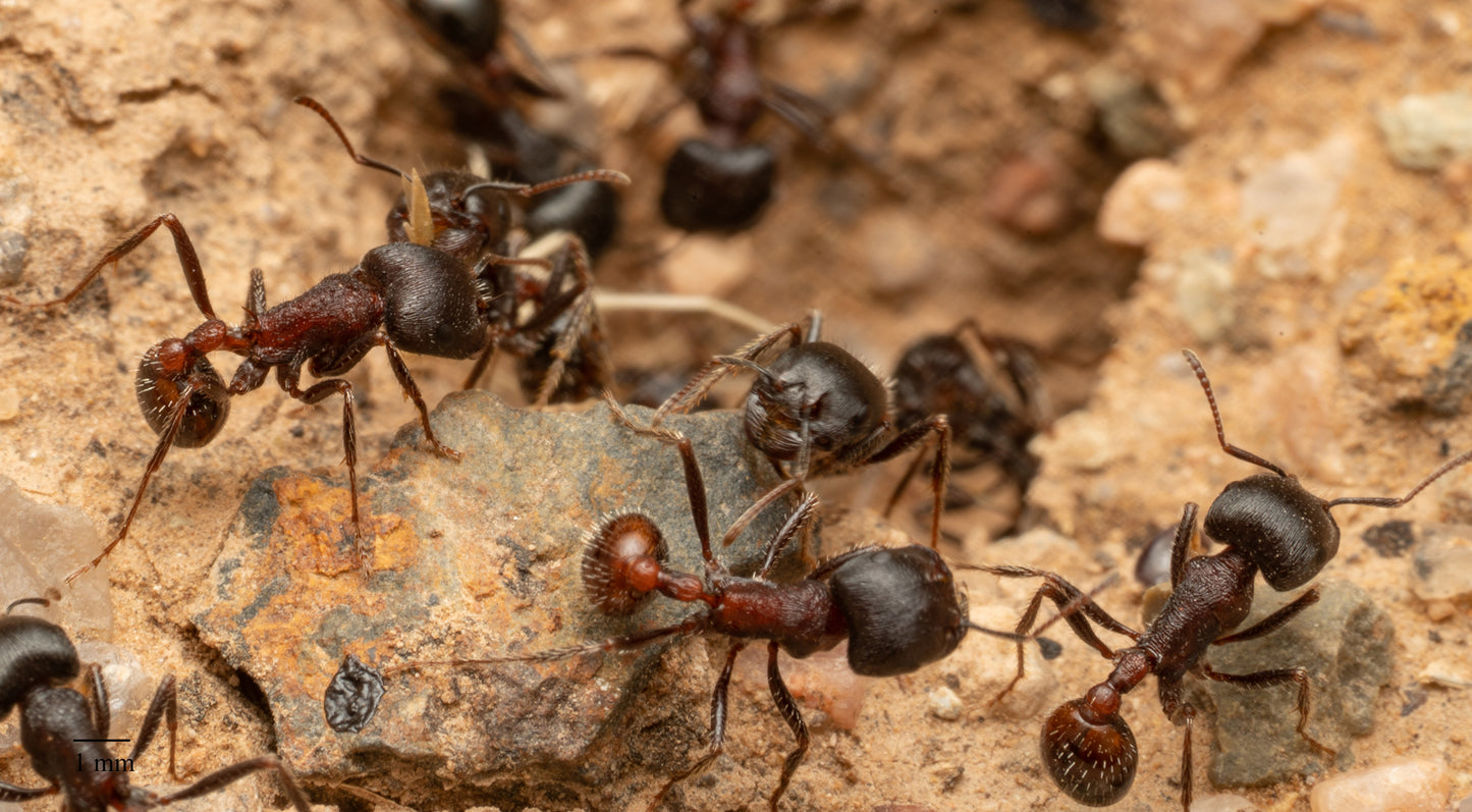 Pogonomyrmex rugosus "red and black"