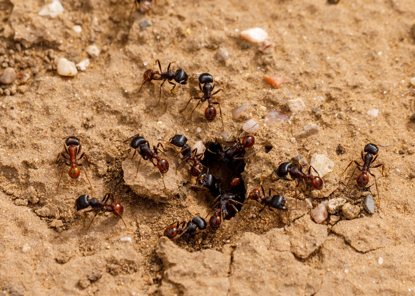 Pogonomyrmex rugosus "red and black"