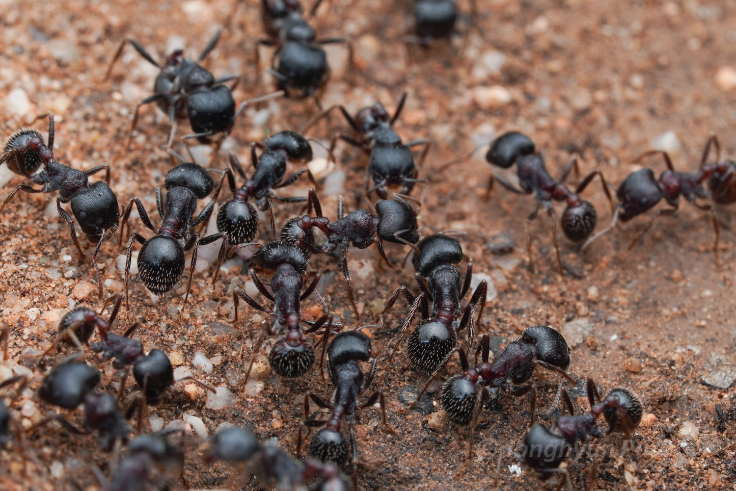 Pogonomyrmex rugosus "black"